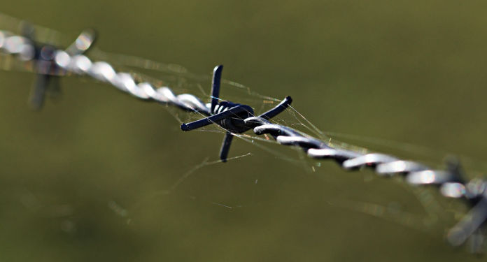 Closeup of barbed wire in front of a blurry green background.