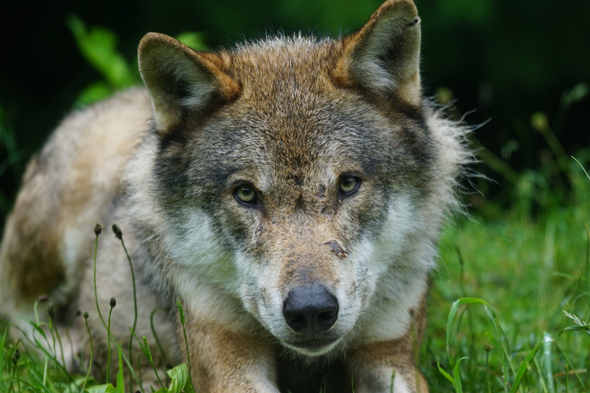 Een wolf gezien van dichtbij die ligt in een grasveld en kijkt in de camera.